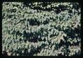 Closeup of spruce tree, circa 1967