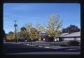 Ginko trees on Van Buren Avenue by church, Corvallis, Oregon, 1981