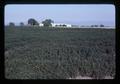 Mint field and farm building south of Monroe, Oregon, July 1980