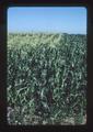 Sweet corn along I-5 near Jefferson exit, Jefferson, Oregon, 1975