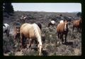 Reub Long and Jack Campbell herding horses in Devil's Garden, Lake County, Oregon, circa 1972