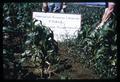 Corn at Cooperative Weed Project, Chile, 1966