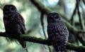 Northern Spotted Owl pair