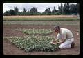 Harry Mack with fan-shaped bean spacing trial, Oregon State University, Corvallis, Oregon, circa 1972