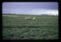 Sheep grazing on grass seed field, Linn County, Oregon, December 1973