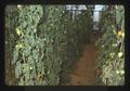 Tomatoes growing in greenhouse, Lakeview, Oregon, 1975