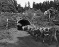 Dairy cows entering culvert under road