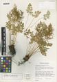 Cryptogramma cascadensis E.R. Alverson