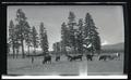 Cattle at the M. Bailey house