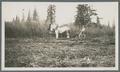 Harvesting with horse drawn equipment