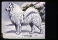 Portrait of a Samoyede, circa 1965