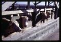 Cattle at beef feeding trial, Malheur Experiment Station, Oregon State University, Ontario, Oregon, circa 1968