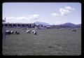 Sheep pasture, Sheep Barn, Feed Mill, and Beef Barn, Oregon State University, Corvallis, Oregon, circa 1970