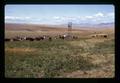 Beef cattle on irrigated pasture, Sherman County, Oregon, circa 1973