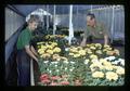 Ed McMullen and another in Clackamas greenhouse, Portland, Oregon, circa 1972