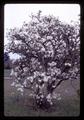 Star magnolia at Lewis Brown Farm, Corvallis, Oregon, circa 1970