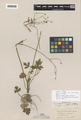 Ranunculus occidentalis Nutt. var. howellii Greene