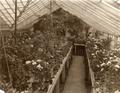 Professor George Coote in greenhouse