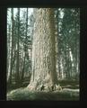 Sugar Pine on Crater Lake Road