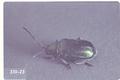 Altica bimarginata (Flea beetle)