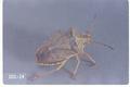 Euschistus variolarius (One-spotted stink bug)