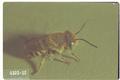 Megachile rotundata (Alfalfa leafcutting bee)