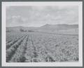 USNR Ryegrass, Hyslop Farm, March 23, 1972