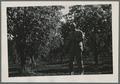 Prune harvesting, 1939