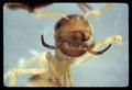 Antennophorid mite phoretic on ant, circa 1963