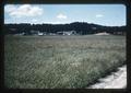 Fescue field on Don Hector's farm near Granger, 1966