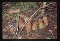 Sections of Douglas fir chewed and stacked by beavers in Starker Forest, Corvallis, Oregon, May 1978