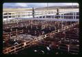 Julius Binder looking at cattle in pens at Madras Livestock Auction, Madras, Oregon, February 1972