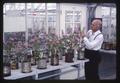 Examining flowers inside a greenhouse, circa 1965