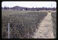 Cereal crops at Central Oregon Branch Experiment Station, circa 1965