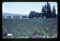Peppermint field on Garden Road, Corvallis, Oregon [?], July 1973
