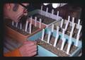 Colchicine-treated wheat seedlings, Oregon State University, Corvallis, Oregon, 1975