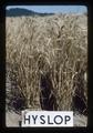 Hyslop wheat, Oregon State University, Corvallis, Oregon, August 1975
