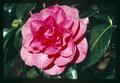 Closeup of pink camellia blossom, Oregon, circa 1970