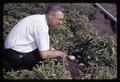 Dr. Spencer Apple examining hill of potatoes at Jackson Farm, Corvallis, Oregon, 1966