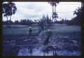 Farmers pumping water from klong (canal) into rice paddy, Thailand, circa 1965