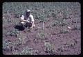 Superintendent Malcolm Johnson examining turf disease at Central Oregon Branch Experiment Station, circa 1965