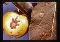 Apple scab on leaves and fruit, 1981