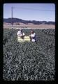 Larry Boersma and another with heated sudan grass plot at Hyslop Farm, Corvallis, Oregon, circa 1971