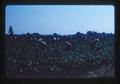 Strawberry pickers in field, Oregon, 1994