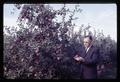 Director G. Burton Wood examining Red Delicious apples at Lewis Brown farm, 1966