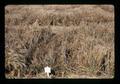 Wocus barley and other grains, Klamath Experiment Station, Klamath Falls, Oregon, circa 1972