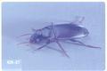 Harpalus caliginosus (Ground beetle)