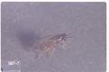 Willow leaf gall sawfly