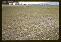 Poorly drained wheat plot at Jackson Farm, Corvallis, Oregon, 1967