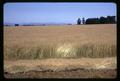 Grass seed fields, Peoria Road, Oregon, circa 1965